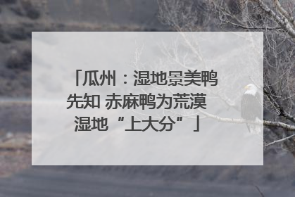 瓜州：湿地景美鸭先知 赤麻鸭为荒漠湿地“上大分”
